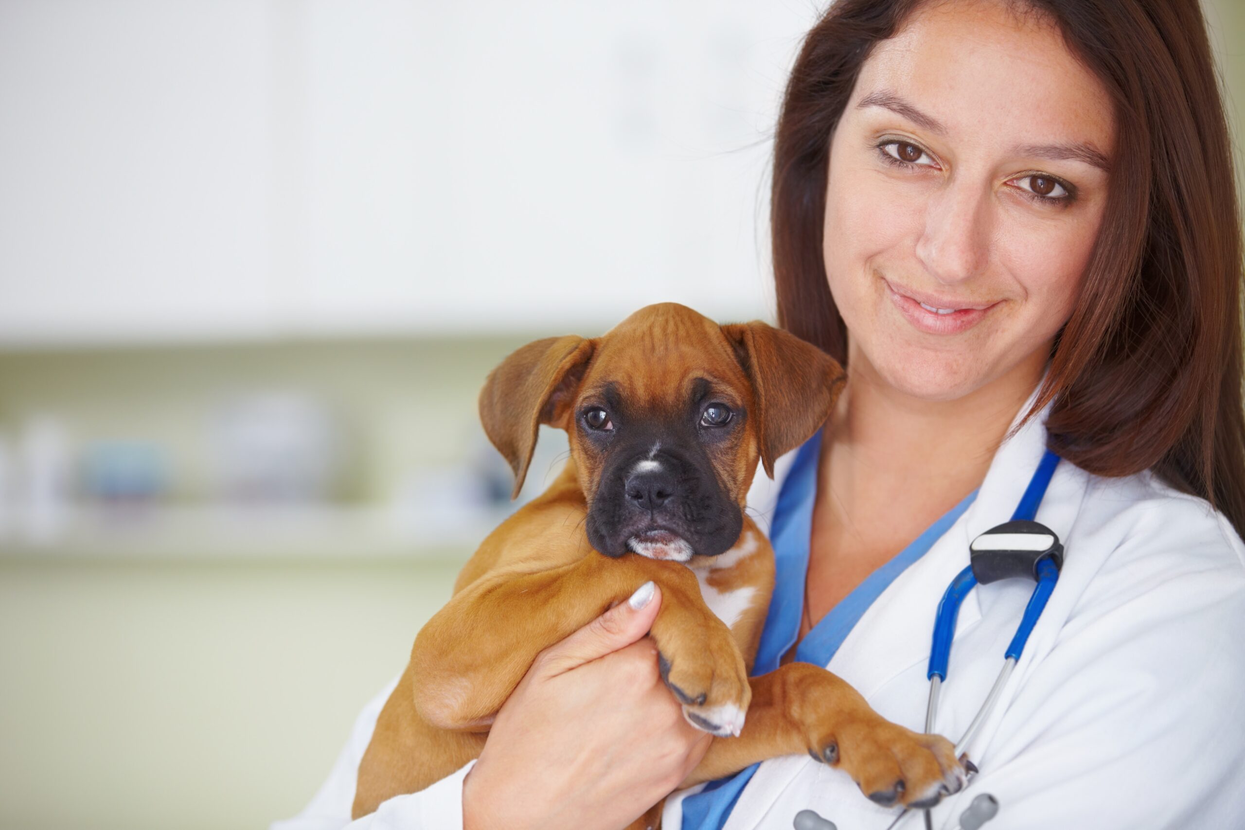 the-importance-of-regular-vet-check-ups-for-your-pet-meetopet