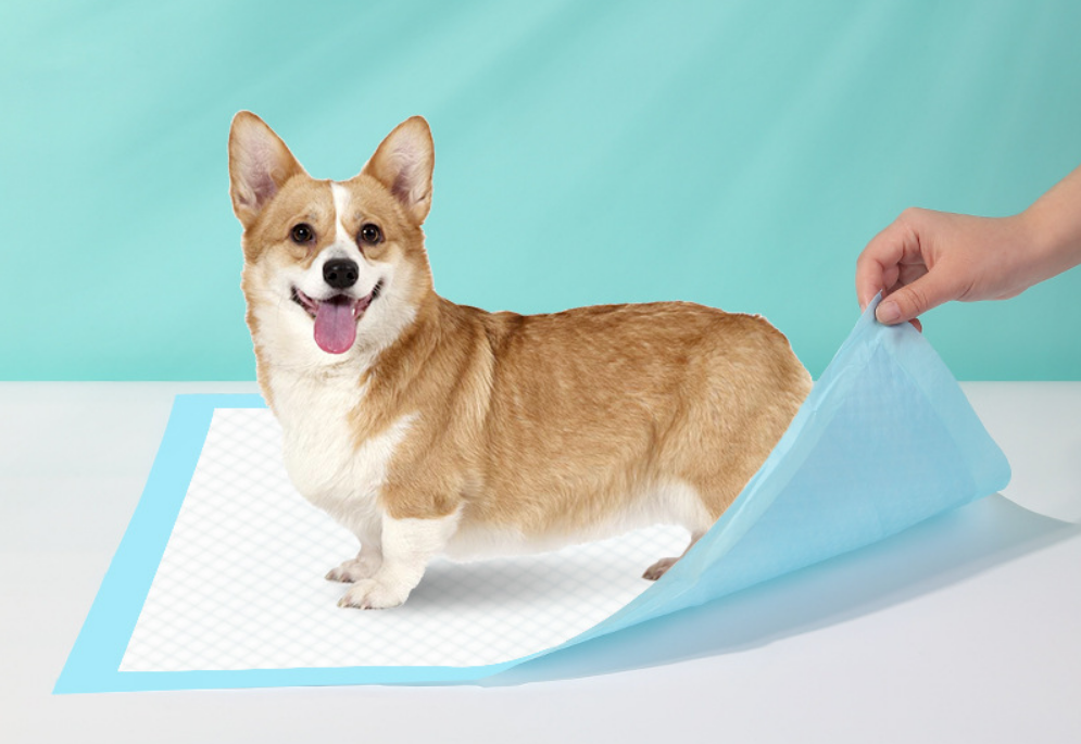 How Often Should You Change Your Pet's Pee Pad? Meetopet