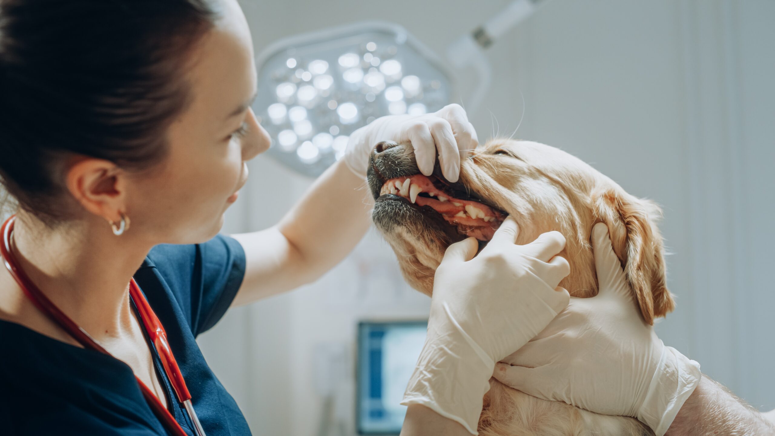 Dental Health for Pets: The Importance and Maintenance Tips - Meetopet