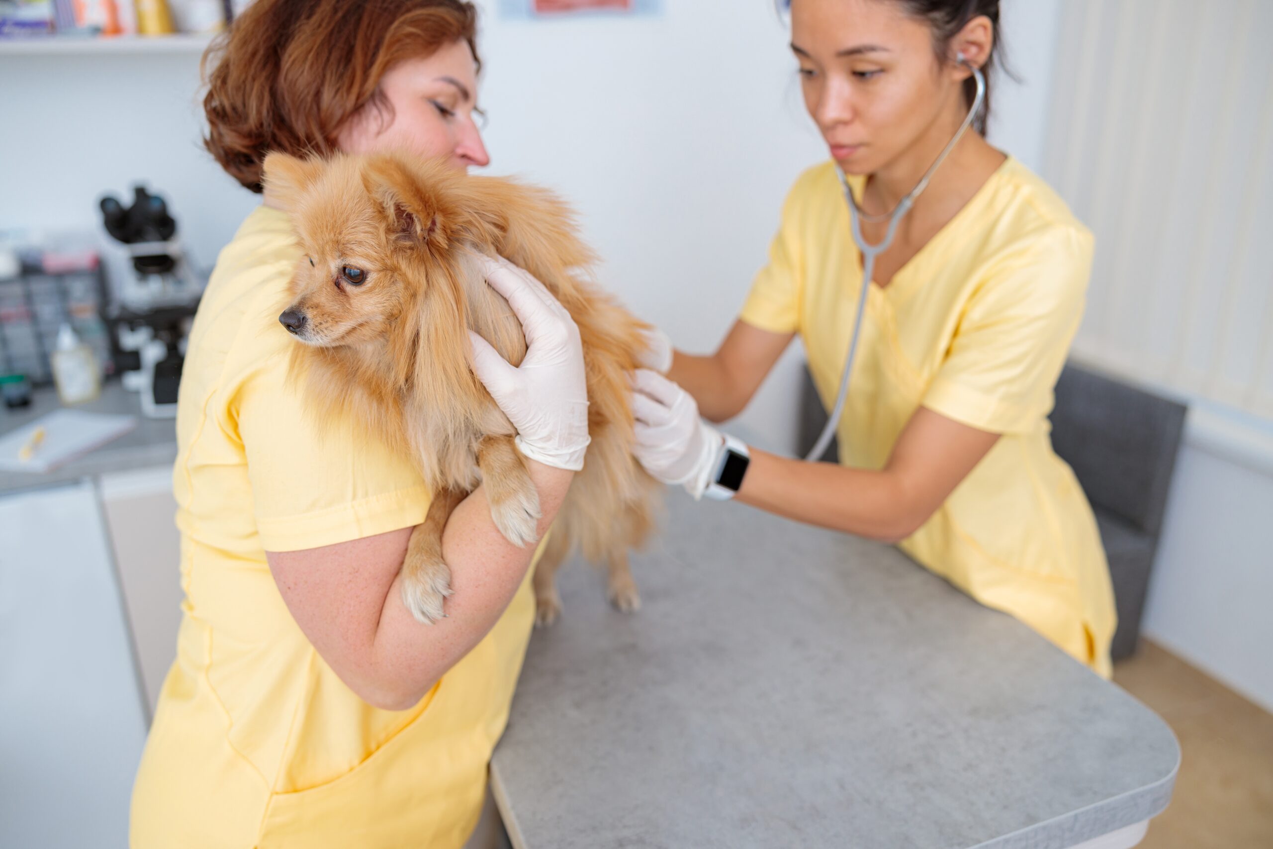 The Importance Of Regular Vet Check ups For Your Pet Meetopet