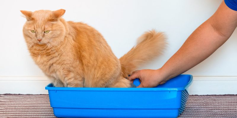 Cat's,Owner,Taking,A,Urine,Sample.,How,To,Collect,A