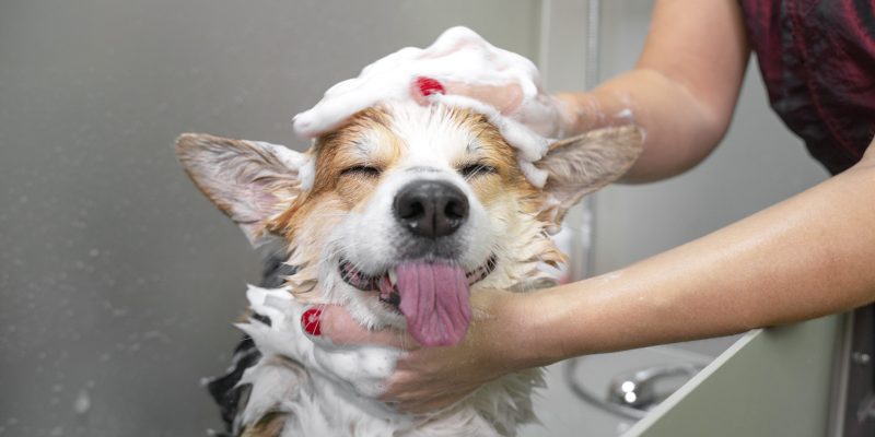 pet care