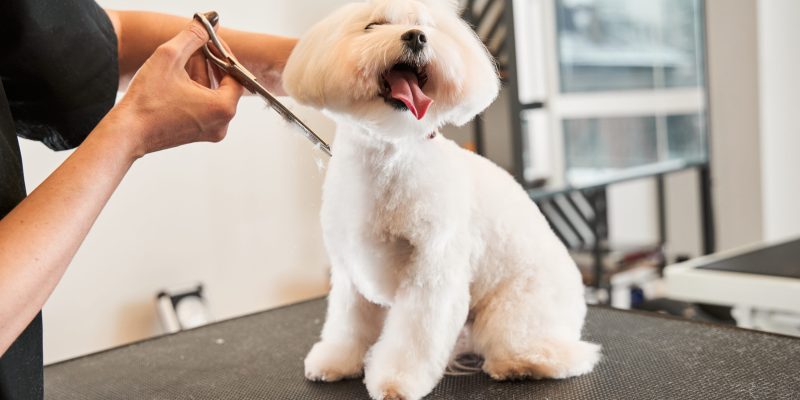 pet grooming