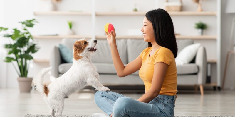 pet training
